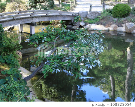 うどんこ病 うどんこ病 108825054