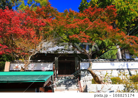 【佐賀県】晴天の大興善寺の宗家御霊堂の紅葉 108825174