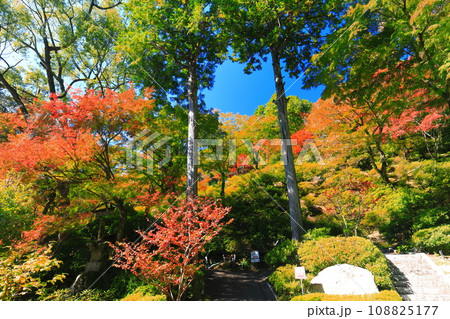【佐賀県】晴天の大興善寺の紅葉 108825177