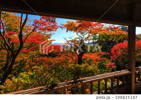 【佐賀県】晴天の大興善寺の紅葉 108825187