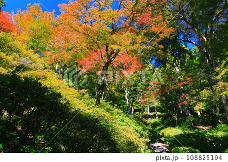 【佐賀県】晴天の大興善寺の紅葉 108825194