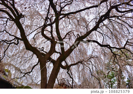 本満寺の枝垂れ桜（京都市上京区） 108825379