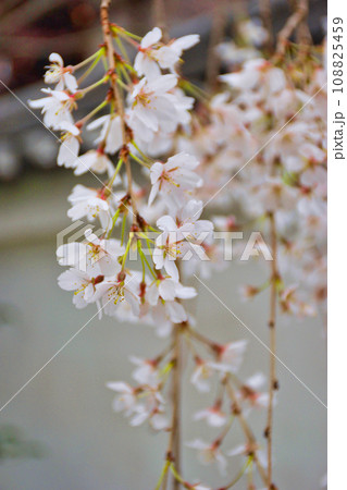 本満寺の枝垂れ桜(京都市上京区) 本満寺の枝垂れ桜(京都市上京区) 108825459