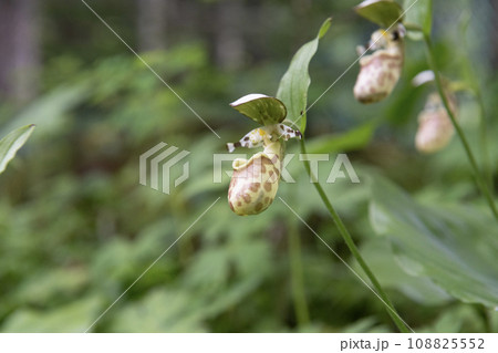 キバナノアツモリソウ ラン科 アツモリソウ亜科 アツモリソウ属 キバナノアツモリソウ ラン科 アツモリソウ亜科 アツモリソウ属 108825552