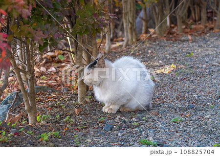 野良猫 野良猫 108825704