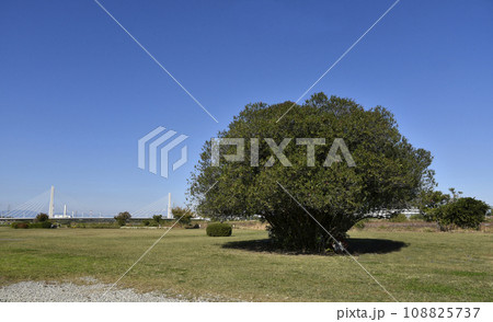 河川敷にある不思議な大木と府中四谷橋 108825737