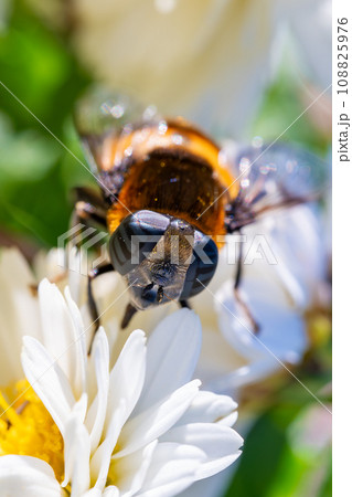 菊の蜜を吸うオオハナアブ(縦アングル) 菊の蜜を吸うオオハナアブ(縦アングル) 108825976