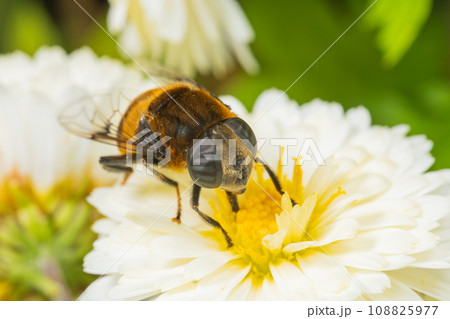 菊の蜜を吸うオオハナアブ 108825977