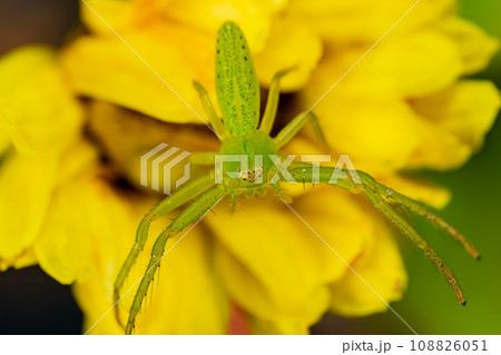 菊の花で獲物を待つワカバグモ 108826051