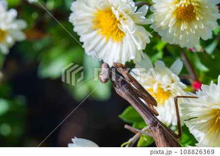菊の花で獲物を待つカマキリ 108826369