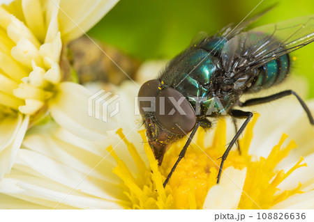 菊の花の蜜を吸う蝿 菊の花の蜜を吸う蝿 108826636