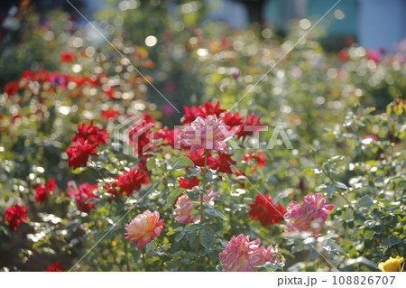 荒尾市 おもやい市民花壇 バラの花、 荒尾市 おもやい市民花壇 バラの花、 108826707