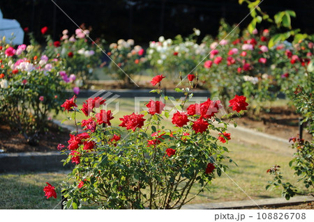荒尾市　おもやい市民花壇　バラの花、 108826708