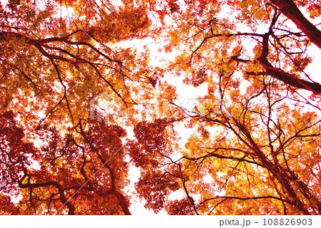 秋イメージ 見上げる紅葉 秋イメージ 見上げる紅葉 108826903