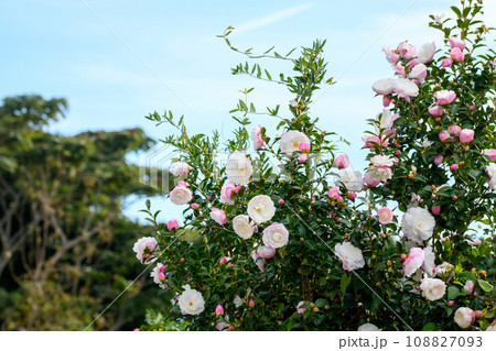 さざんかの花と青空 108827093