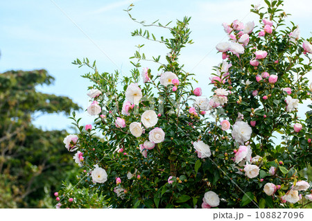 さざんかの花と青空 さざんかの花と青空 108827096