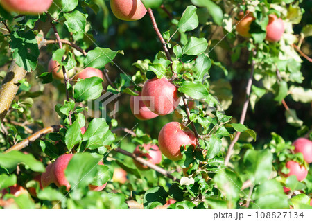 Red delicious Apples Hanging from a Tree Branch in the Fruit Garden at Fall Harvest. Red delicious Apples Hanging from a Tree Branch in the Fruit Garden at Fall Harvest. 108827134