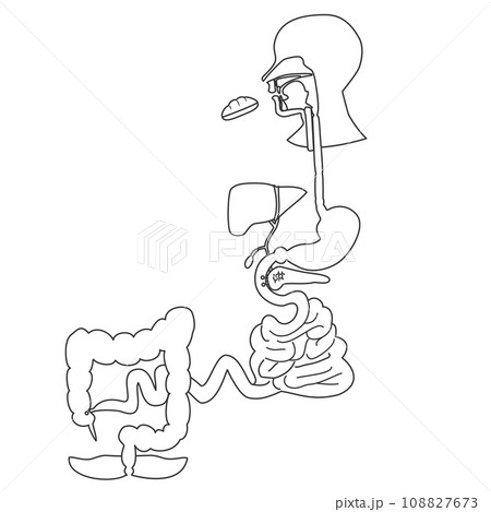 Digestive system diagram | Digestive system diagram, Digestive system, Digestive  system anatomy