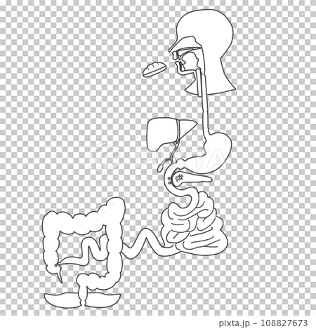 Line drawing illustration of a simple pathway diagram of the digestive system where food is digested and absorbed 108827673