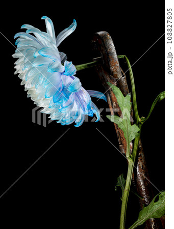 Composition with an old rusty wrench and chrysanthemum flower 108827805