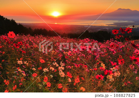 【長崎県】白木峰高原の満開のコスモスと朝日 108827825
