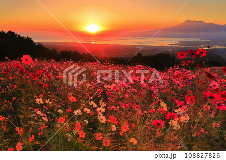 【長崎県】白木峰高原の満開のコスモスと朝日 108827826