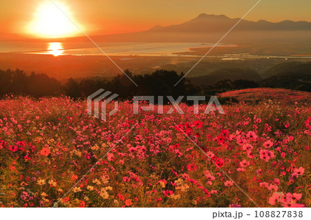 【長崎県】白木峰高原の満開のコスモスと朝日 108827838