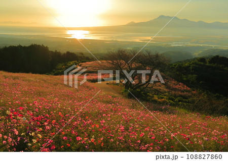 【長崎県】白木峰高原の満開のコスモスと朝日 108827860