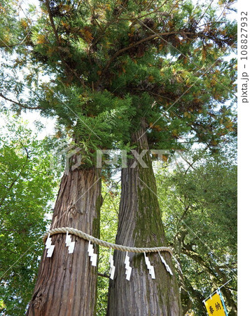 秩父の金運神社 聖神社の御神木 秩父の金運神社 聖神社の御神木 108827932
