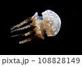 漂うクラゲ 108828149