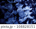 漂うクラゲ 108828151
