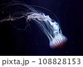漂うクラゲ 108828153