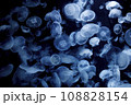 漂うクラゲ 108828154