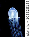 漂うクラゲ 108828155