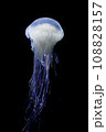 漂うクラゲ 108828157