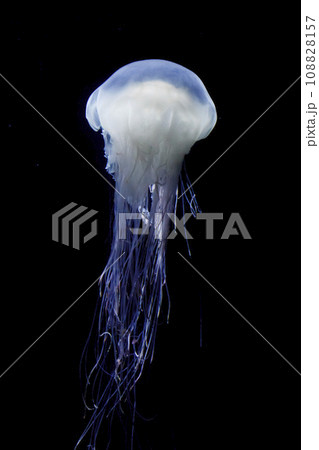 漂うクラゲ 漂うクラゲ 108828157