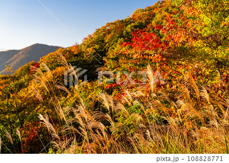 《栃木県》紅葉最盛期の日光いろは坂・夜明けの黒髪平の眺望 108828771