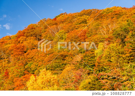 《栃木県》紅葉最盛期の日光いろは坂・夜明けの黒髪平の眺望 《栃木県》紅葉最盛期の日光いろは坂・夜明けの黒髪平の眺望 108828777