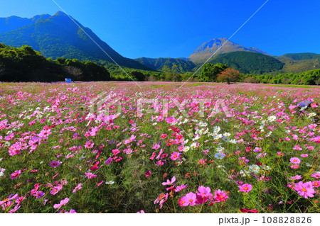 【長崎県】しまばら火張山花公園のコスモスと雲仙普賢岳 【長崎県】しまばら火張山花公園のコスモスと雲仙普賢岳 108828826