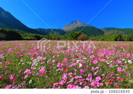 【長崎県】しまばら火張山花公園のコスモスと雲仙普賢岳 【長崎県】しまばら火張山花公園のコスモスと雲仙普賢岳 108828830