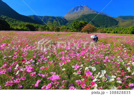 【長崎県】しまばら火張山花公園のコスモスと雲仙普賢岳 【長崎県】しまばら火張山花公園のコスモスと雲仙普賢岳 108828835