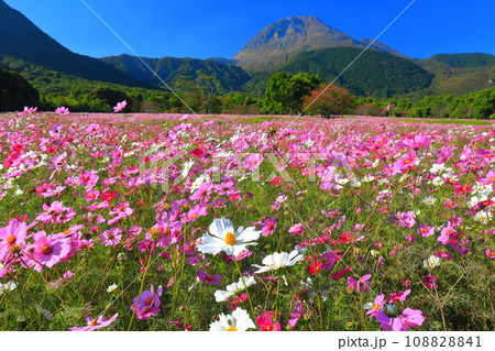 【長崎県】しまばら火張山花公園のコスモスと雲仙普賢岳 【長崎県】しまばら火張山花公園のコスモスと雲仙普賢岳 108828841