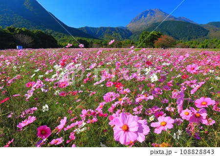 【長崎県】しまばら火張山花公園のコスモスと雲仙普賢岳 【長崎県】しまばら火張山花公園のコスモスと雲仙普賢岳 108828843
