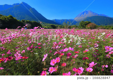【長崎県】しまばら火張山花公園のコスモスと雲仙普賢岳 【長崎県】しまばら火張山花公園のコスモスと雲仙普賢岳 108828847