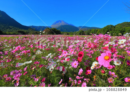 【長崎県】しまばら火張山花公園のコスモスと雲仙普賢岳 【長崎県】しまばら火張山花公園のコスモスと雲仙普賢岳 108828849