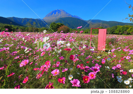 【長崎県】しまばら火張山花公園のコスモスと雲仙普賢岳 【長崎県】しまばら火張山花公園のコスモスと雲仙普賢岳 108828860