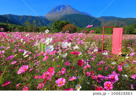 【長崎県】しまばら火張山花公園のコスモスと雲仙普賢岳 【長崎県】しまばら火張山花公園のコスモスと雲仙普賢岳 108828863