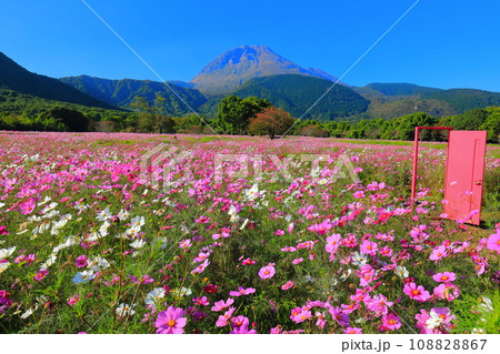 【長崎県】しまばら火張山花公園のコスモスと雲仙普賢岳 【長崎県】しまばら火張山花公園のコスモスと雲仙普賢岳 108828867
