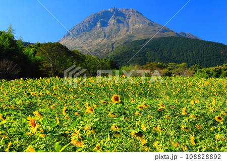 【長崎県】しまばら火張山花公園の遅咲きヒマワリと雲仙普賢岳 【長崎県】しまばら火張山花公園の遅咲きヒマワリと雲仙普賢岳 108828892