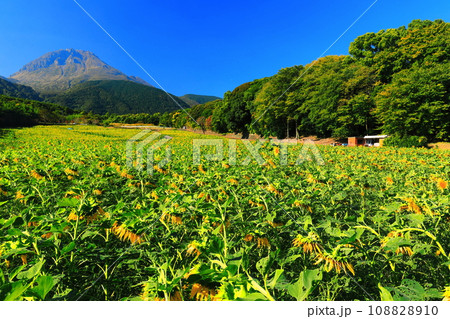 【長崎県】しまばら火張山花公園の遅咲きヒマワリと雲仙普賢岳 108828910